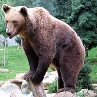Bear