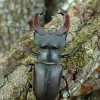 Beetle