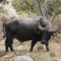 Buffalo