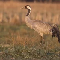 Crane
