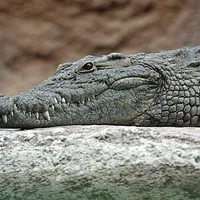 Crocodile
