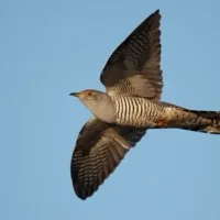 Cuckoo