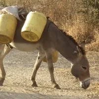 Donkey