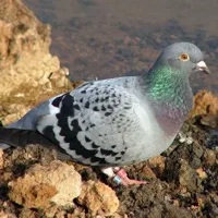 Dove
