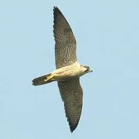Falcon