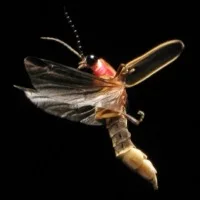 Firefly