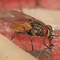 Fly