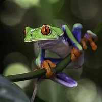 Frog