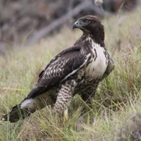 Hawk