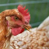Hen
