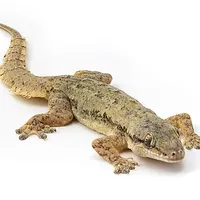Lizard