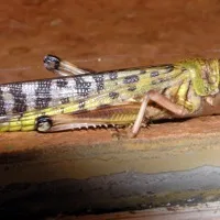 Locust