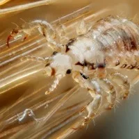 Louse