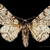 Moth