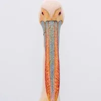 Pelican