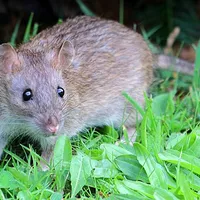 Rat