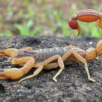 Scorpion