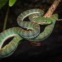 Snake