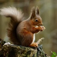 Squirrel