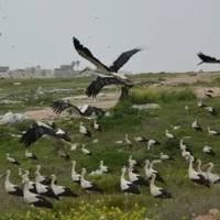 Stork