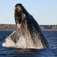 Whale
