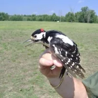 Woodpecker