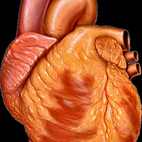 Heart