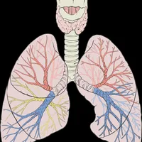 Lung