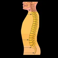 Spine