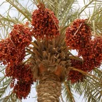 Date Dried