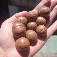 Macadamia
