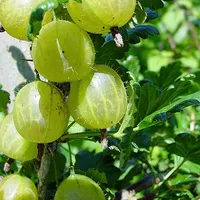 Gooseberry