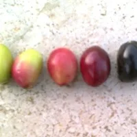 Jamun
