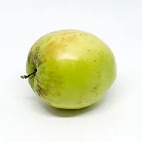 Jujube