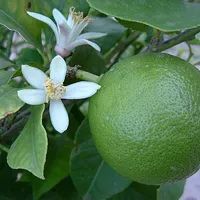 Lime