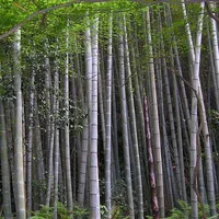 Bamboo