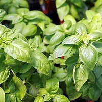 Basil