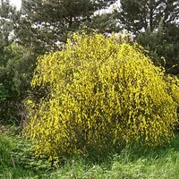 Bush