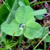Clover