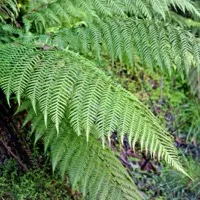 Fern