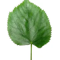Leaf