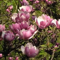 Magnolia