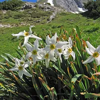 Daffodil