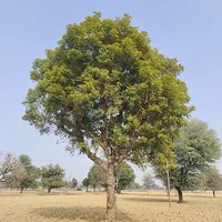 Neem