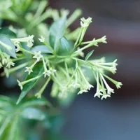 Night Jasmine