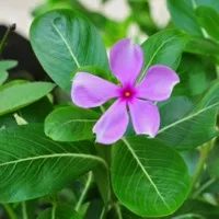 Periwinkle