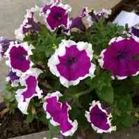 Petunia