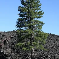Pine Tree