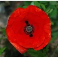 Poppy