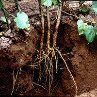 Root